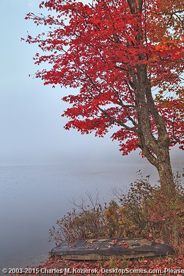 Foggy Forest Lake 