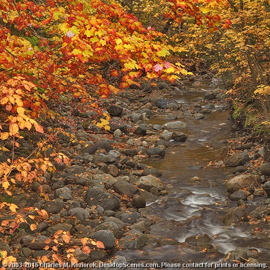 Yellow and Red and the Stream 