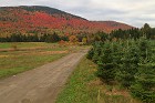 Christmas_Trees_in_the_Conn_Valley.jpg