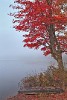 Foggy_Forest_Lake.jpg