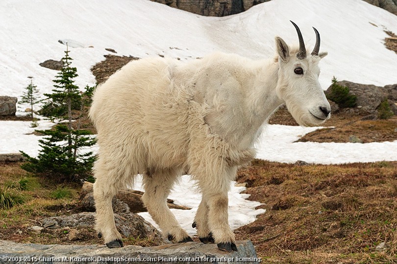 Mountain Goat Cameo