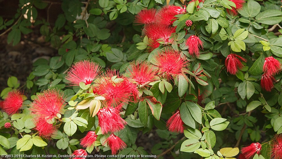 Red Mimosa Flowers