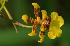Oncidium_Excavatum_Orchid.jpg