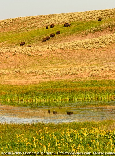 Bison Reflections and Wildflowers 
