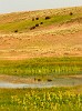 Bison_Reflections_and_Wildflowers.jpg