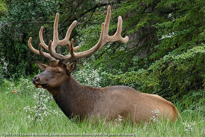 Majestic Bull Elk 