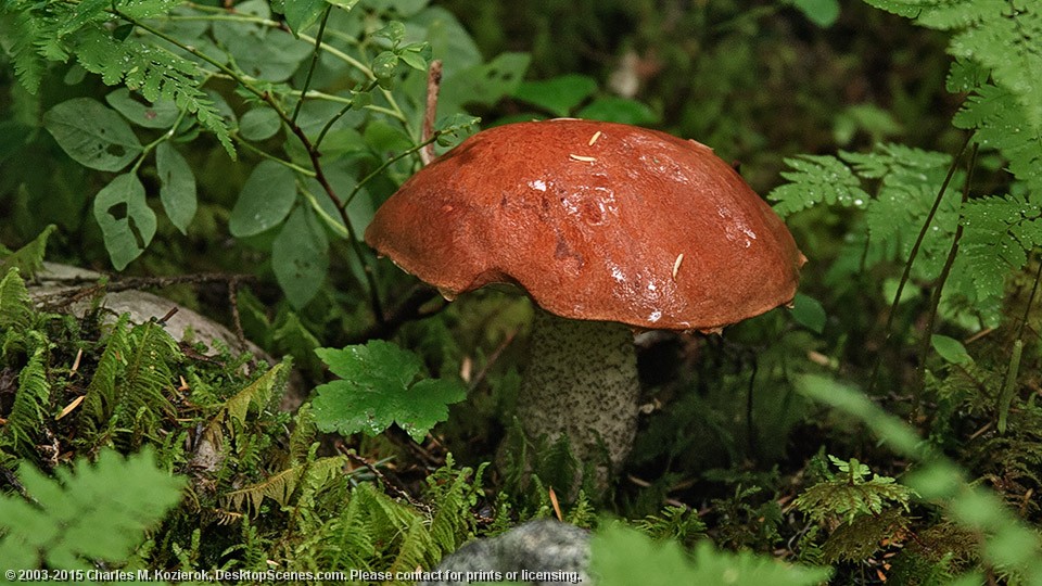 Mushroom Microlandscape 