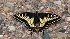 Tiger_Swallowtail.jpg