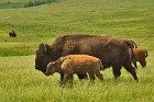 Scenes from the National Bison Range (2004)